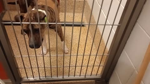 Julio 2y A861520 Dawn 3y A882876 kennel 57 pod 3 PACC shelter _20251010_191809111