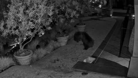California Brown Bears Boxing at 3:00 AM