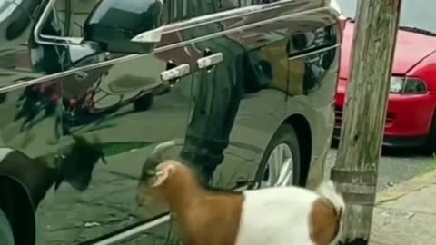 A goat at war with its fellow