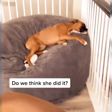 Nonstop Laughter with These Hilarious Dogs! 😂🐾 | Shake Off Your Stress Today!"
