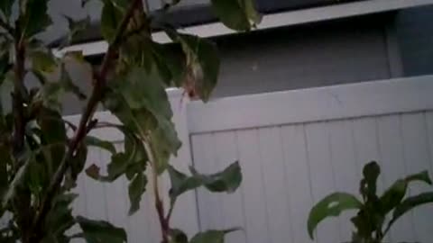 Orb spider wrapping up damselfly I gave her