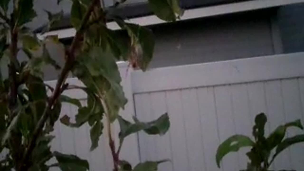 Orb spider wrapping up damselfly I gave her