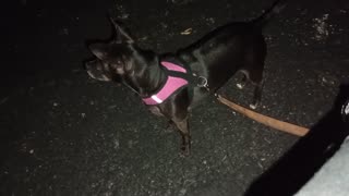 Paco Chiquis night doggie walk midway rest stop Chiquis gets scared after a while_20251006_234535442