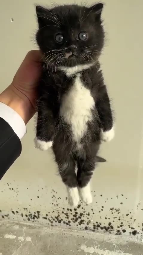 "Mini Black: The Sweetest Baby Kittens" 🐾🎀