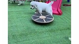 😂🐶 This Dog's Question is Priceless! | FunFM