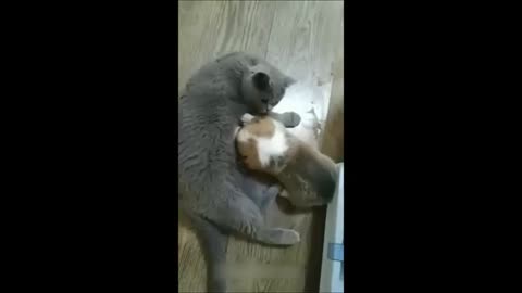 Funny animals - Funny cats / dogs - Funny animal videos