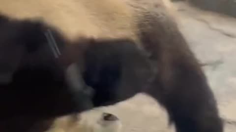 Funny panda #panda #panda🐼 #cute #pandas #funny #funnyvideos 9