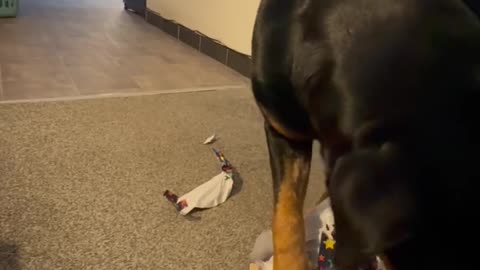 Rottweiler Puppy Opens Birthday Presents