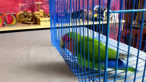 Funny parrot