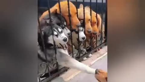 Funny animals