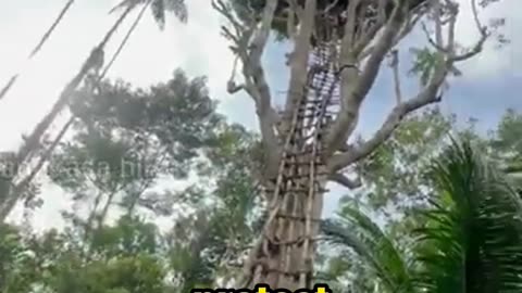 A Tribe That Lives 50 Meters Above the Ground?!