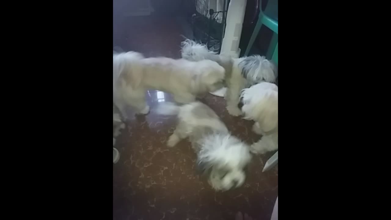 Doggie Play from Years Of Video Clips, SO CUTE!