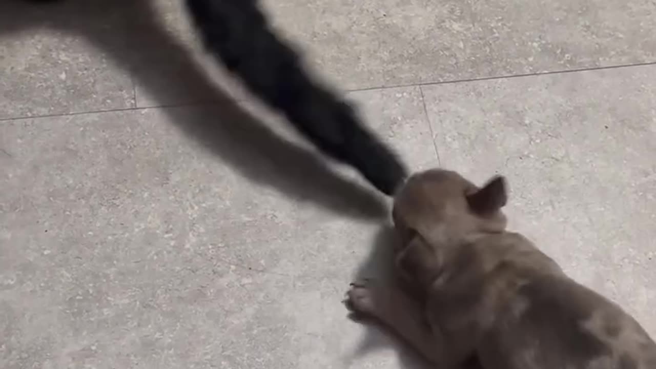 Cat Unbothered By Playful Puppy