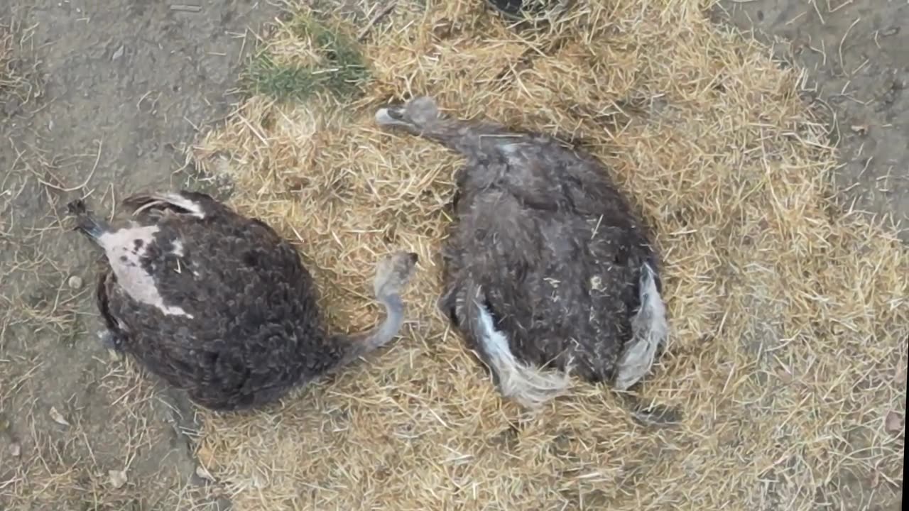 Leaked Video Footage of Neglected Female Ostrich Dying in CFIA Care #ostrich #canada
