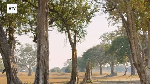 Cheetah & African Wildlife #12 - Amazing Big Cats and Safari Life