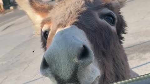 Friendly Donkey