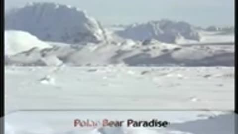 The fun facts of Polar Bears! Very educative for children