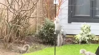 This family rescued three newborn squirrels who lost their mother