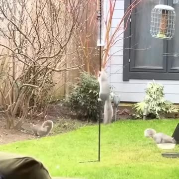 This family rescued three newborn squirrels who lost their mother