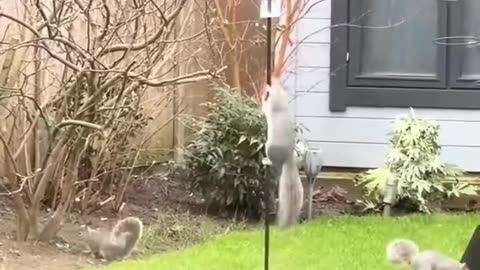 This family rescued three newborn squirrels who lost their mother