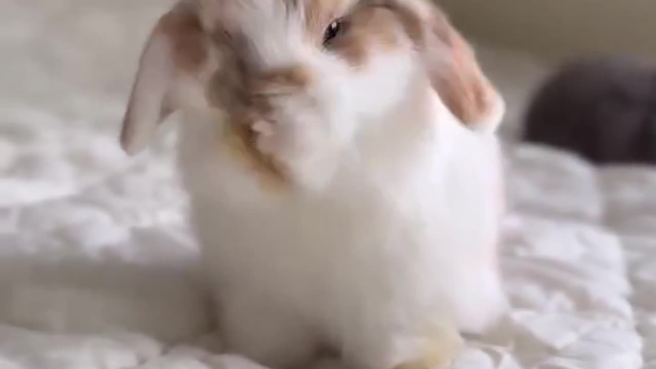 Rabbit rubbing its face