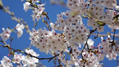 Cherry blossom the beautiful flower