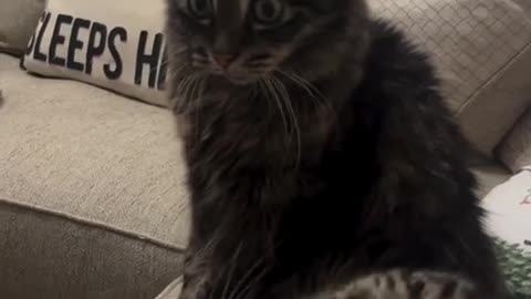 🤪😂 This Cat's Behavior is Hilarious! | FunFM