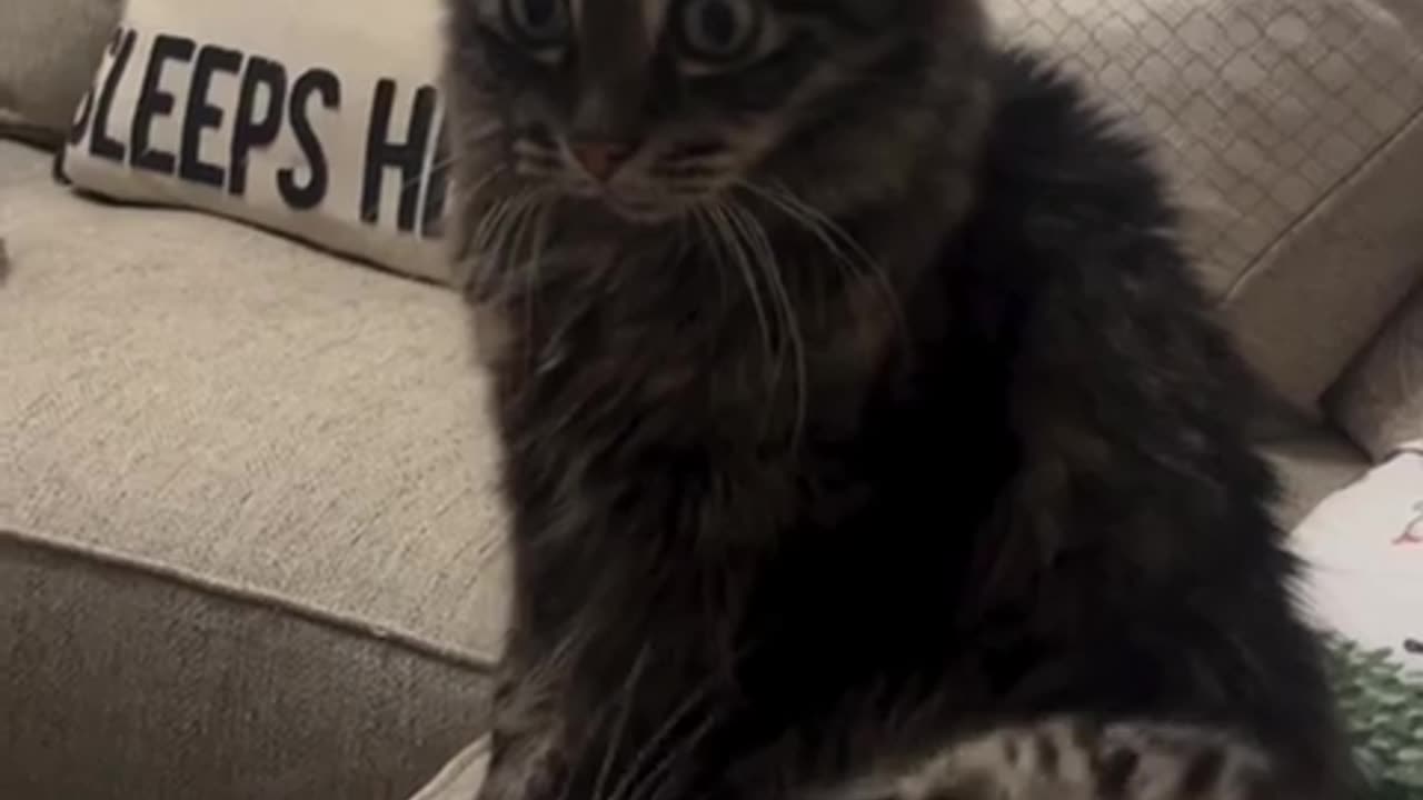 🤪😂 This Cat's Behavior is Hilarious! | FunFM