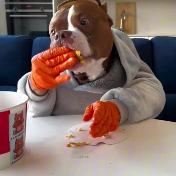 Viral 🔥🔥funny🤣🤣 dog