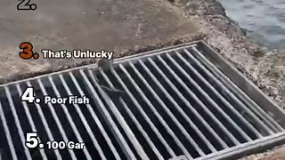 Incredible: Ranking Best Fish Fails