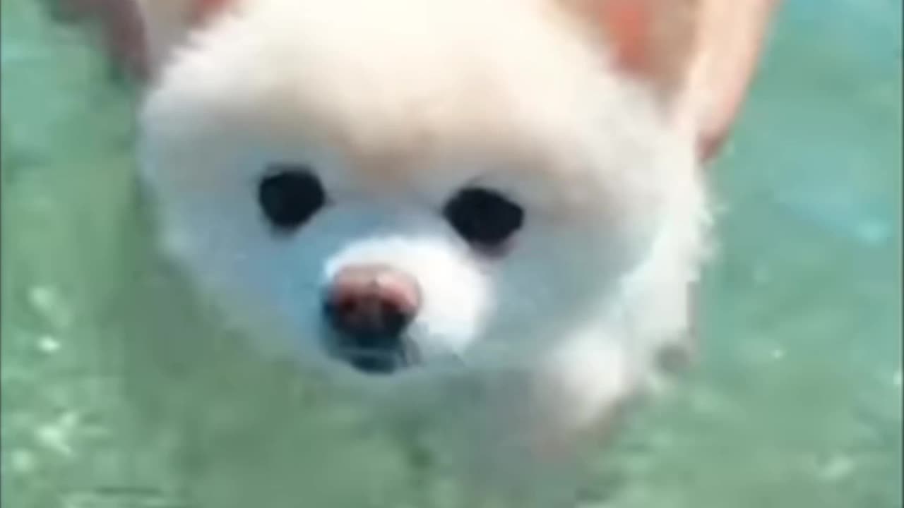 Cyut little dog water with fun 🧐🙂😀