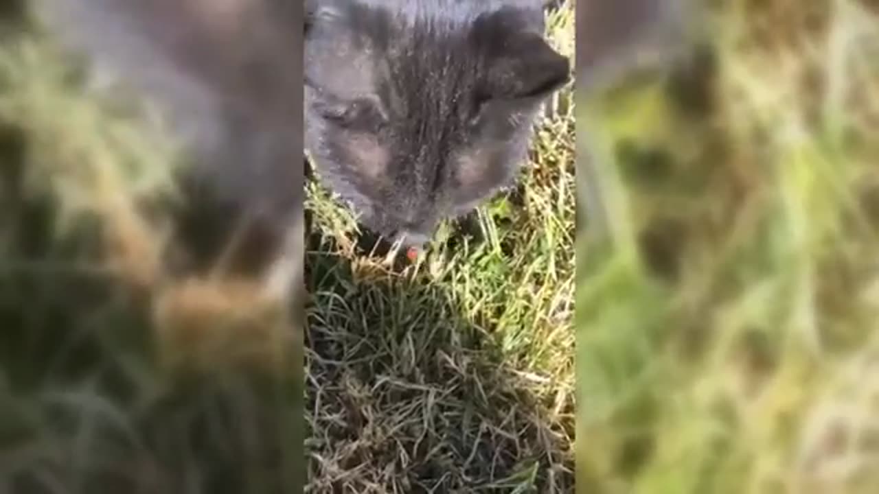 Funny Animal videos try not To laugh 2022_360P.mp4