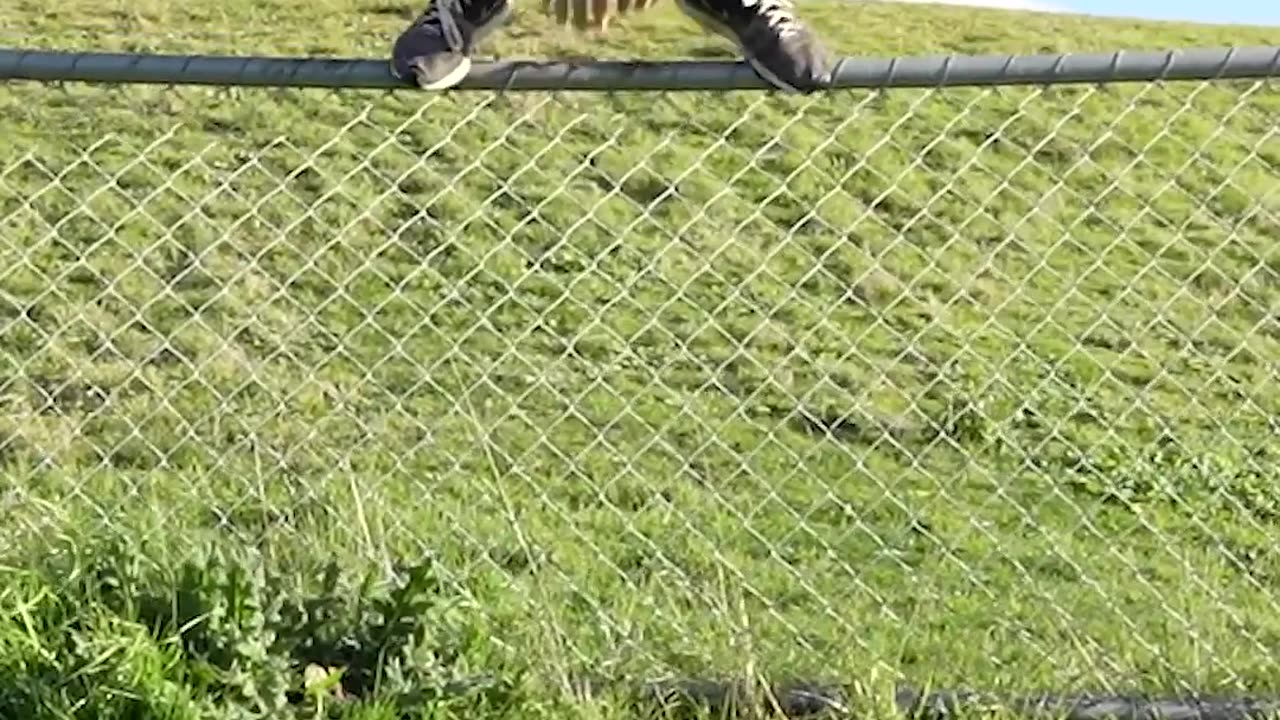 When Animals Try to Jump the Fence… 😂🐕 Epic Fails & Smart Moves!
