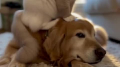 🐶🐱 Dog and Cat Friendship ❤️ | Adorable Animal Bond | Cute & Funny Pet Moments