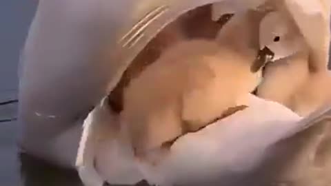 mama Swan carrying her little babies.🦢😍