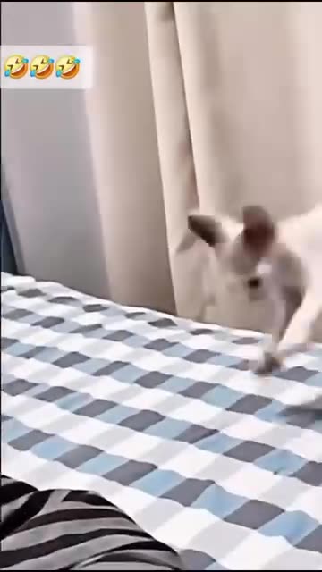 Funny cats🤣😺