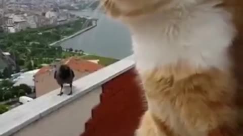 Conversation between a crow and a cat