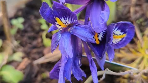 Iris reticulata, netted iris