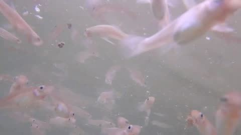 Feeding Frenzy