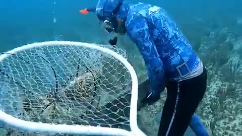 Come_fishing_lobster