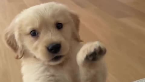Looking at him barking so cute