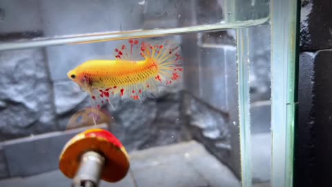 Betta Fish - Yellow Fire