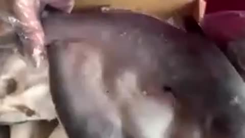 A Warning About Fake Foods