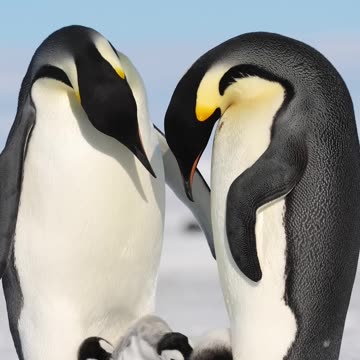Family time ❤️ #Penguins #Antarctic #Survival #Shorts #Animals