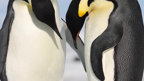 Family time ❤️ #Penguins #Antarctic #Survival #Shorts #Animals