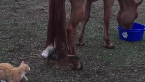 😂🐴 This Horse's Chill Reaction Will Crack You Up! | FunFM