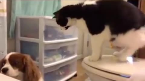 Cat bullying dogs