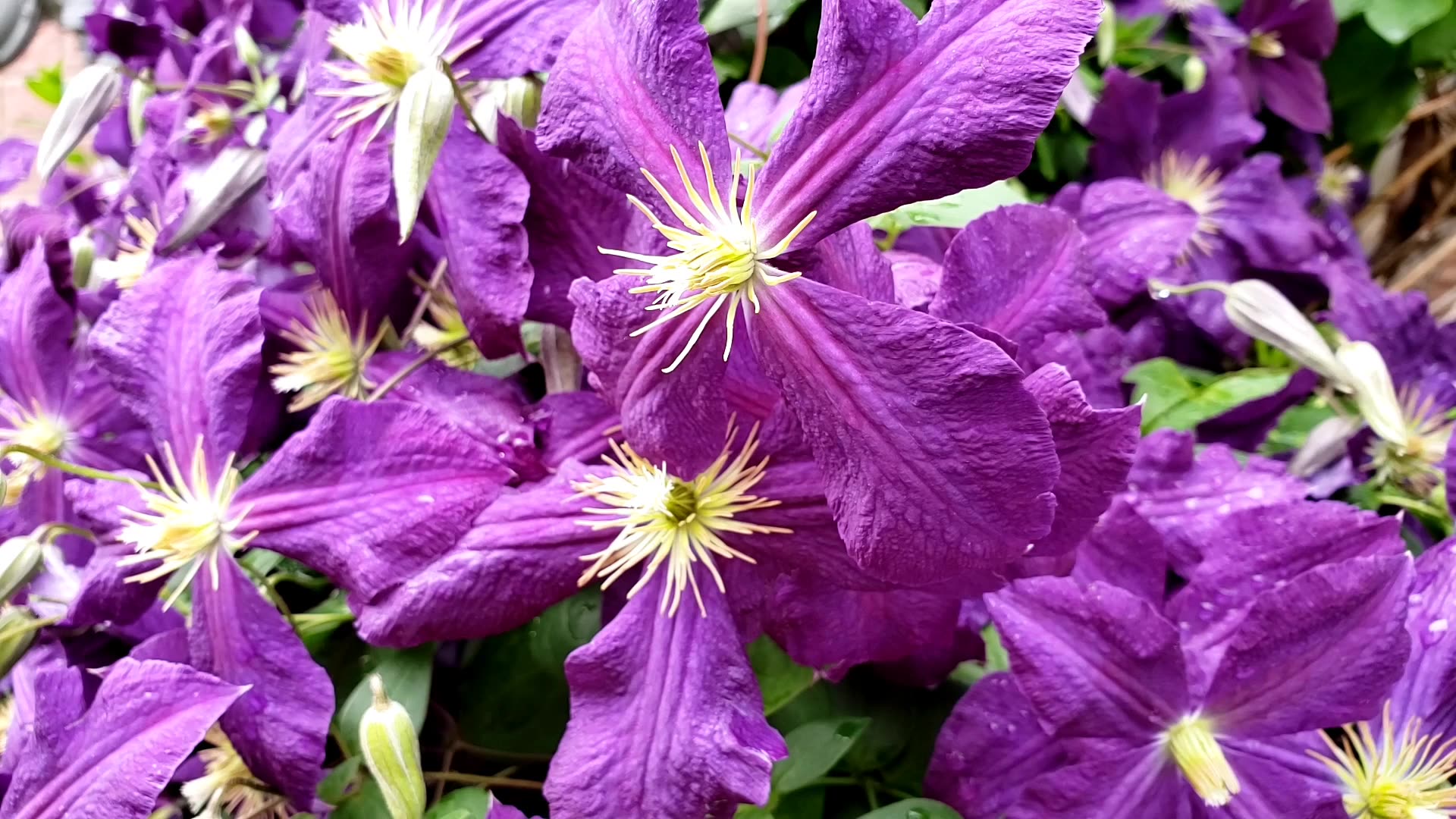 Clematis viticella, the Italian Leather Flowers, Purple Clematis, a Perennial Vine