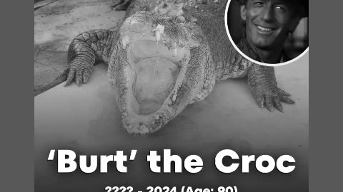 Rip to burt the croc from crocodile 🐊 dundee rip to the croc 😔🙏🕊🕯🐊12/24/24