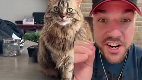 Cat Purrs Produce Frequencies That KILL CANCER CELLS